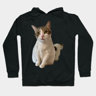 The Tabby Cat Hoodie